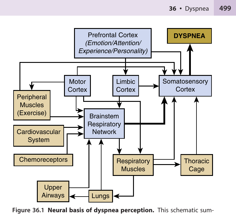 Neural basis of dyspnea perception