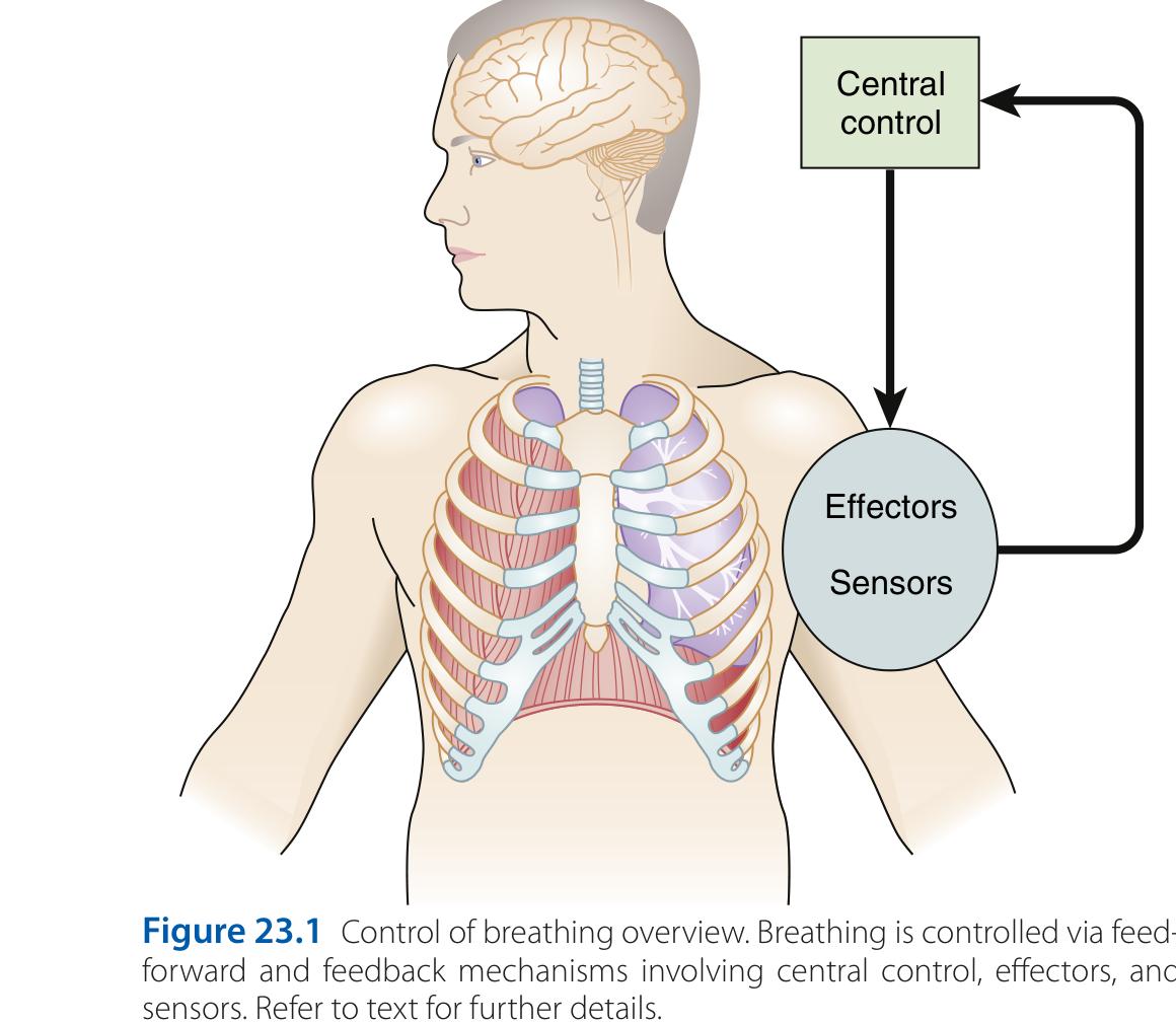 Control of breathing overview diagram