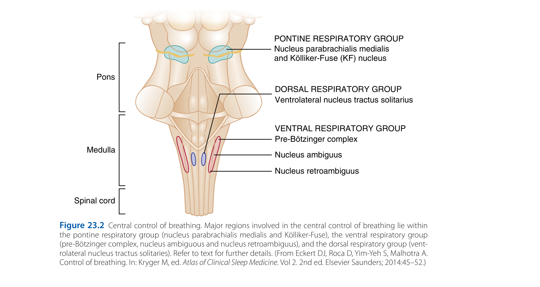Central control of breathing in brainstem