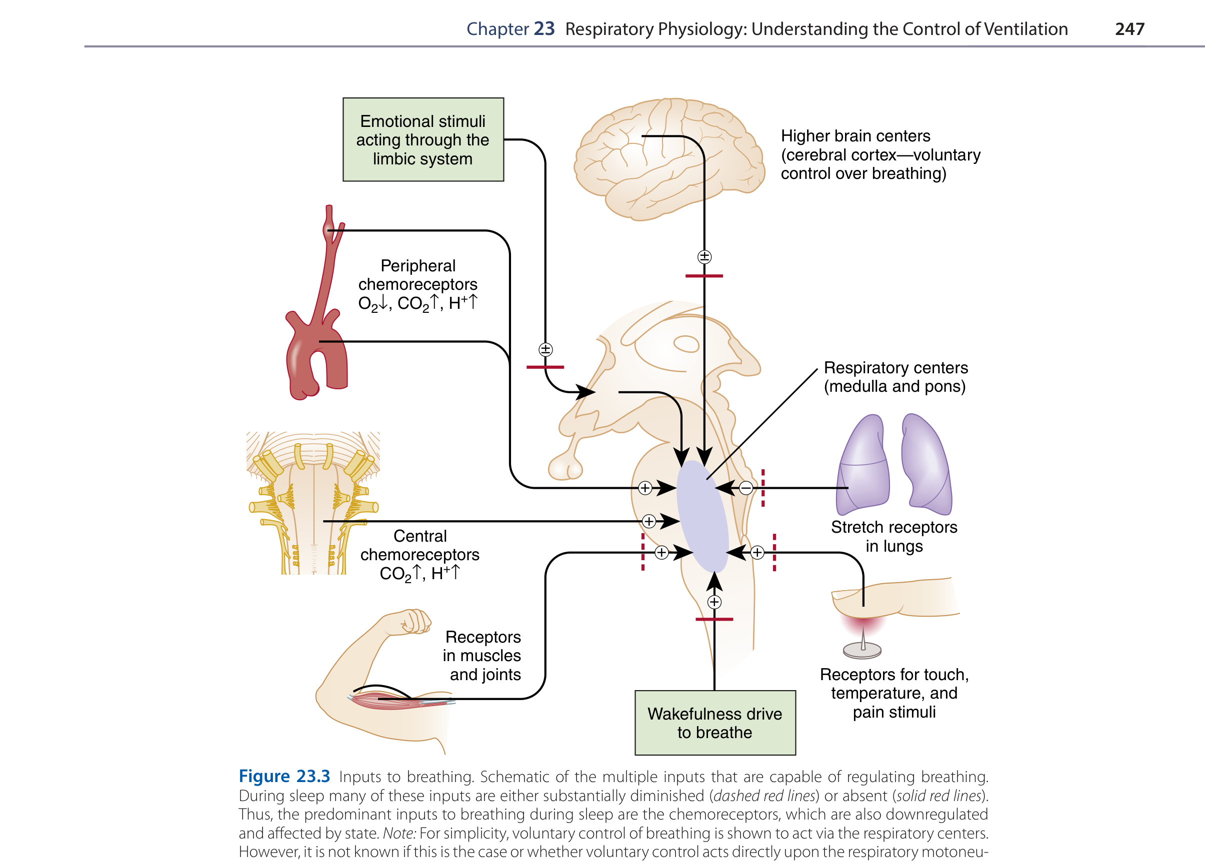 Inputs to breathing