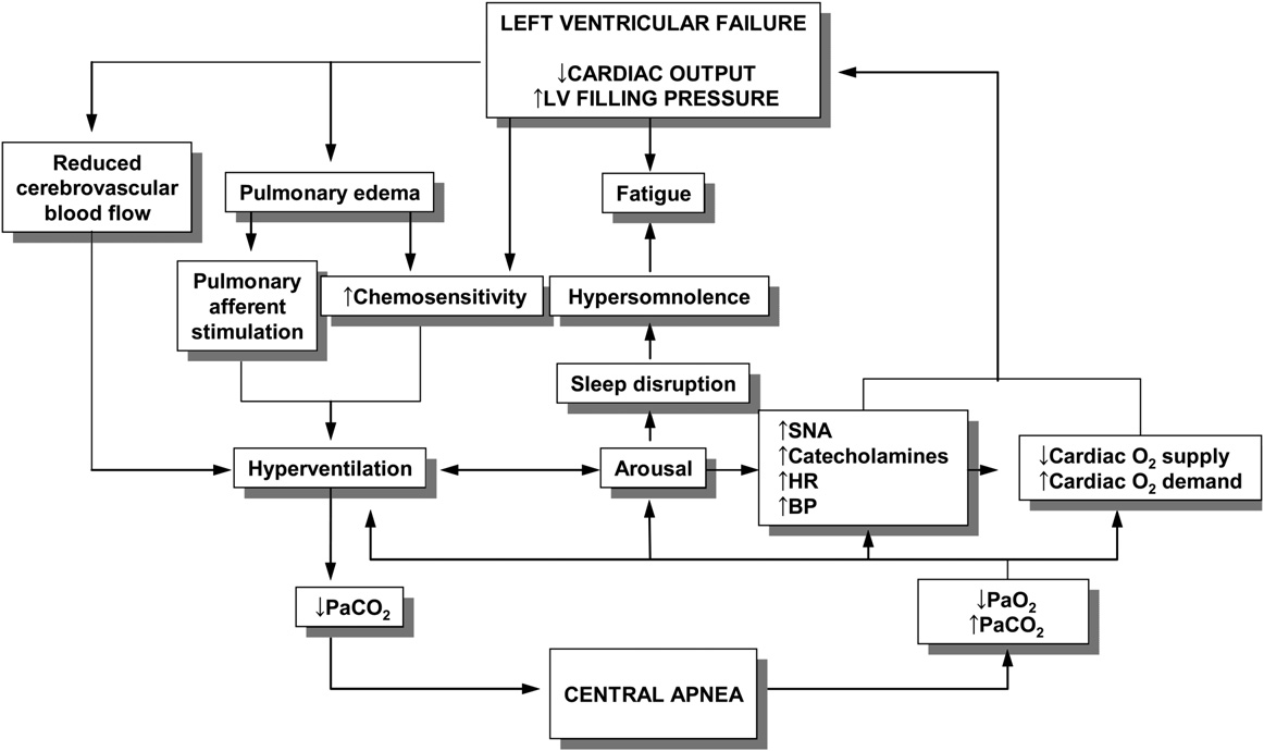 Pathophysiologic scheme of CSR-CSA in heart failure